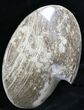 Polished Ammonite (Choffaticeras?) - Goulmima, Morocco #27367-1